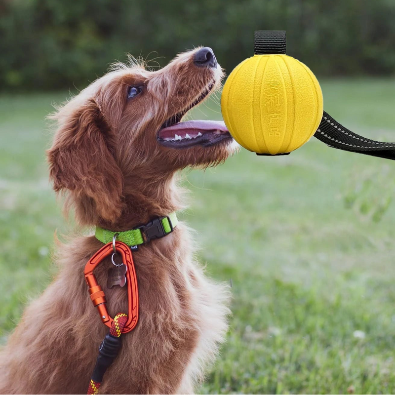 Dog Ball on Rope