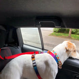 Two-in-One Pet Seat Belt