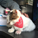 Pet Bandana Collar