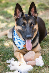 German Shepherd playing with mini stuffed dog toys on grass