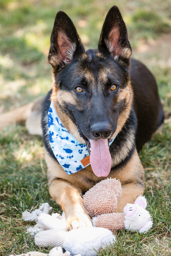 German Shepherd playing with mini stuffed dog toys on grass