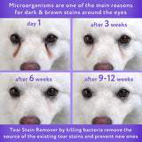 Visual comparison of dog eyes showing improvement in tear stains after 6, 9, and 12 weeks of product use